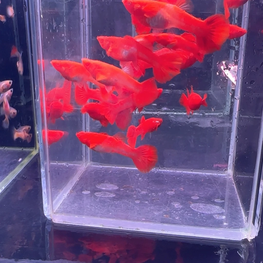 孔雀鱼鸿运分水17条