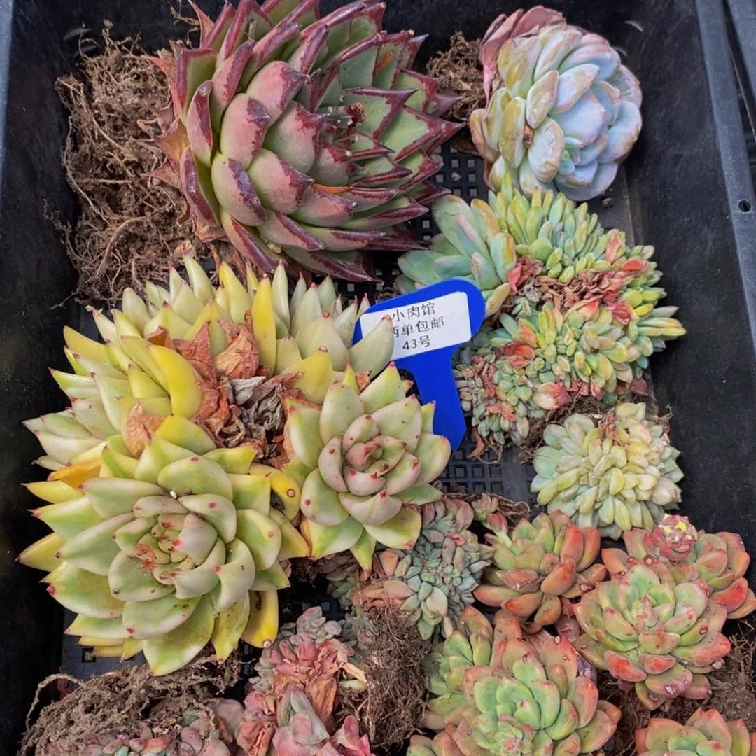 43-精品框拍一个