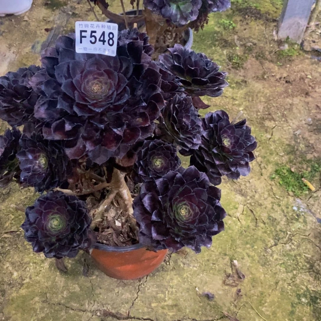 ?****?548花花公子一棵