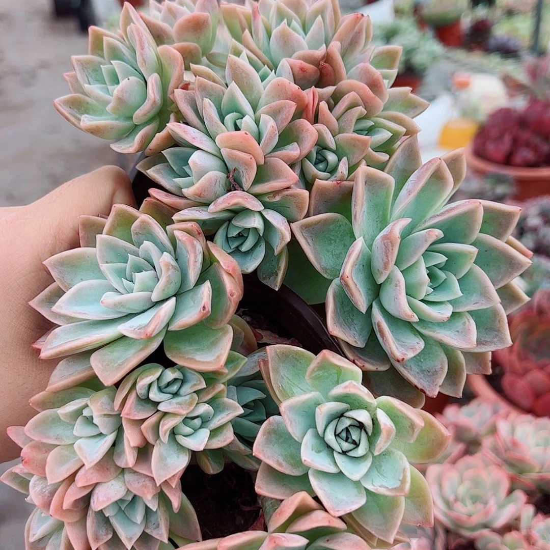 哈利沃森多头造型精品特价二盆