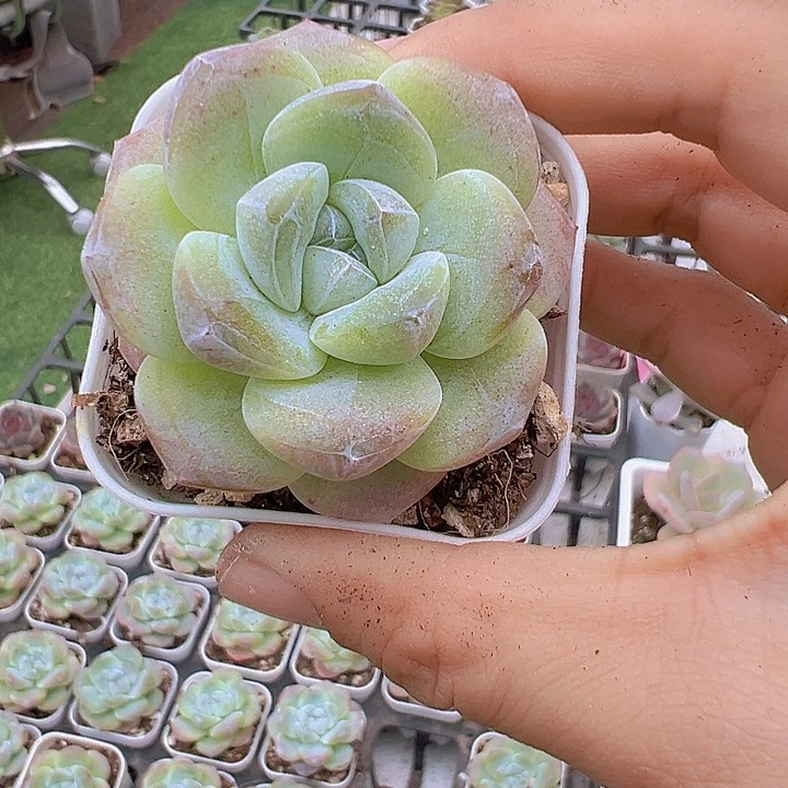 紫心冰玉2颗5厘米盆