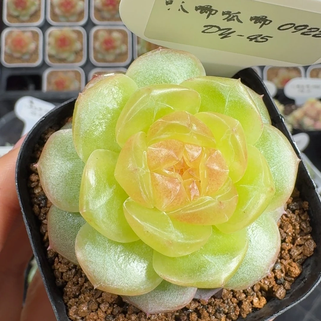 0922-45-追月单头