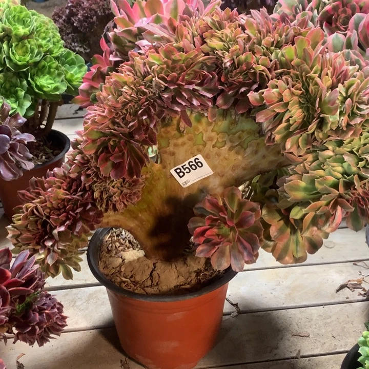 566梦幻七彩缀多肉大师