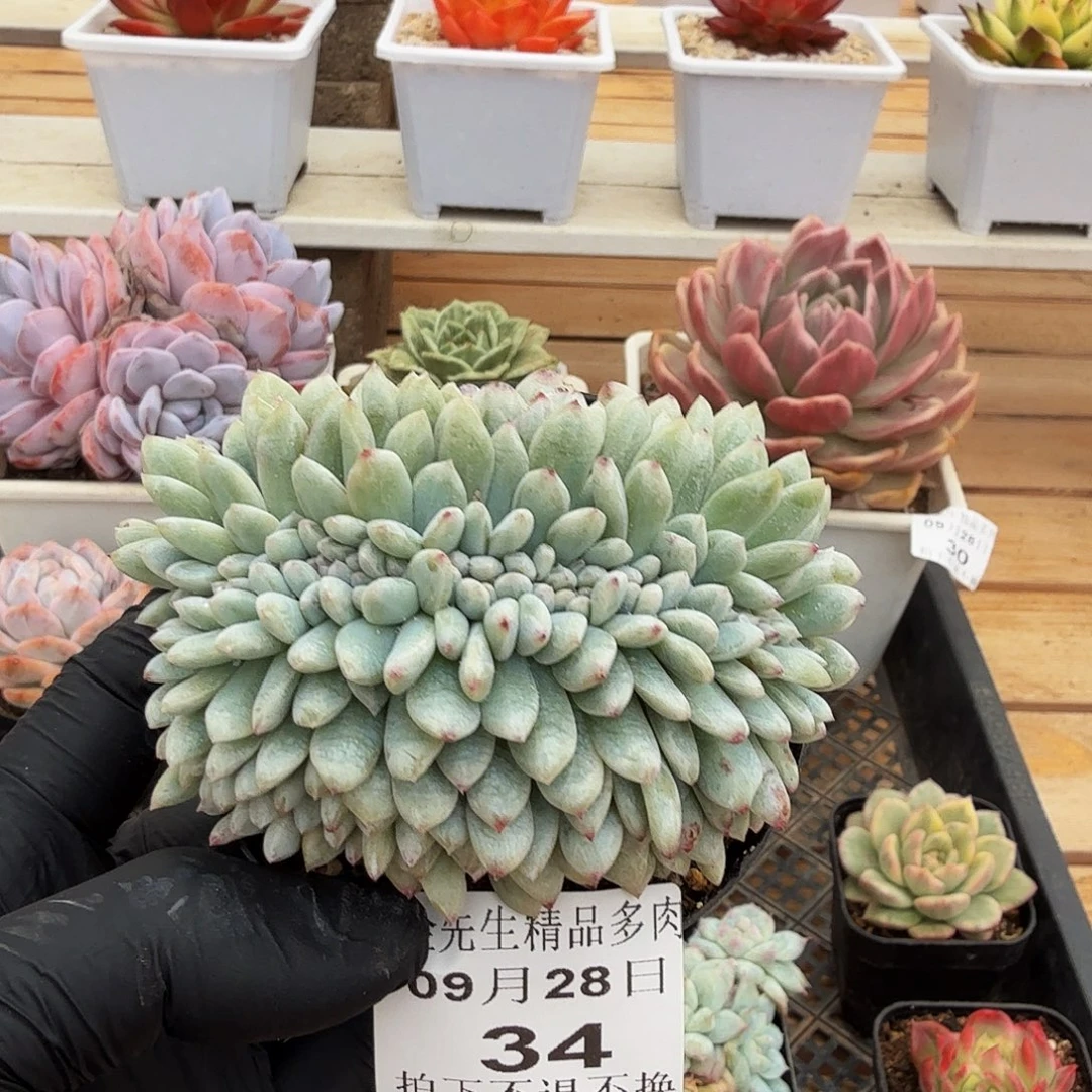 0928-34橙梦露锦缀