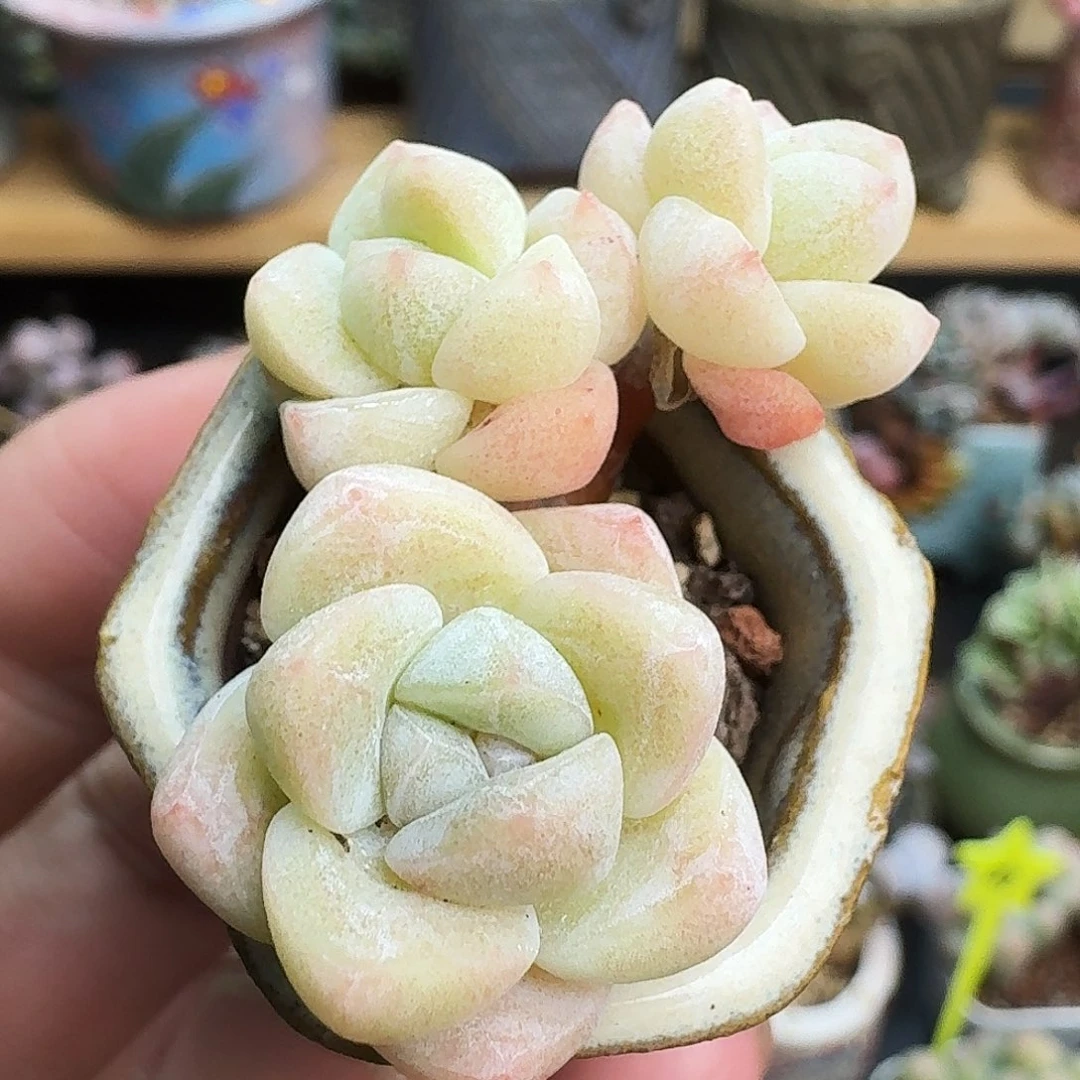 白底小冰玉群生带盆