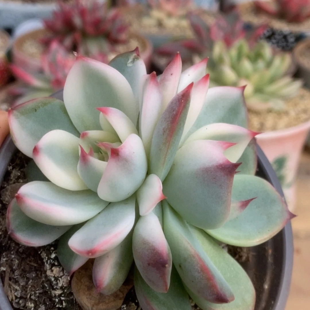 23锦锦锦锦锦锦锦锦锦锦锦