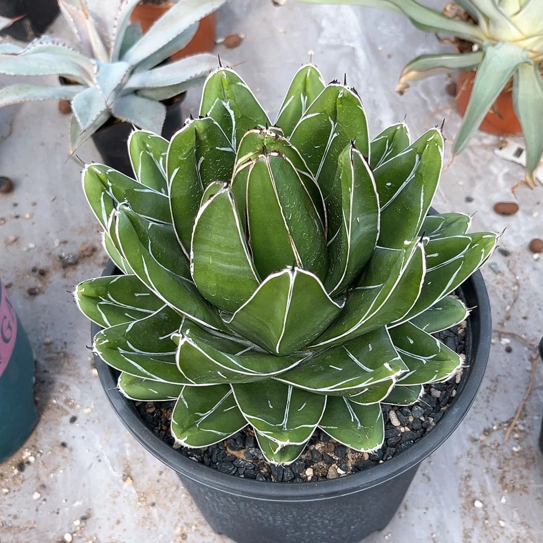 西****蛋龙舌兰Dt福利200