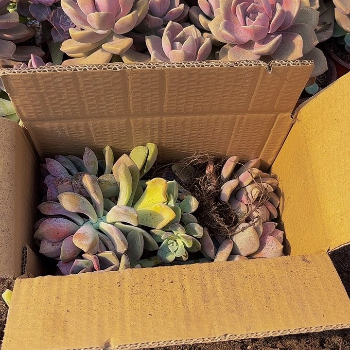 紫乐六号箱一箱装满