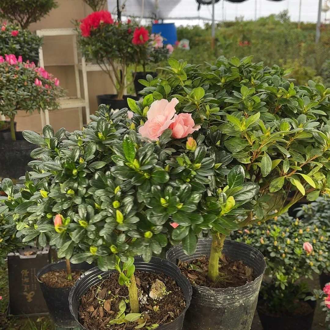 y***见大部分花苞少量开放