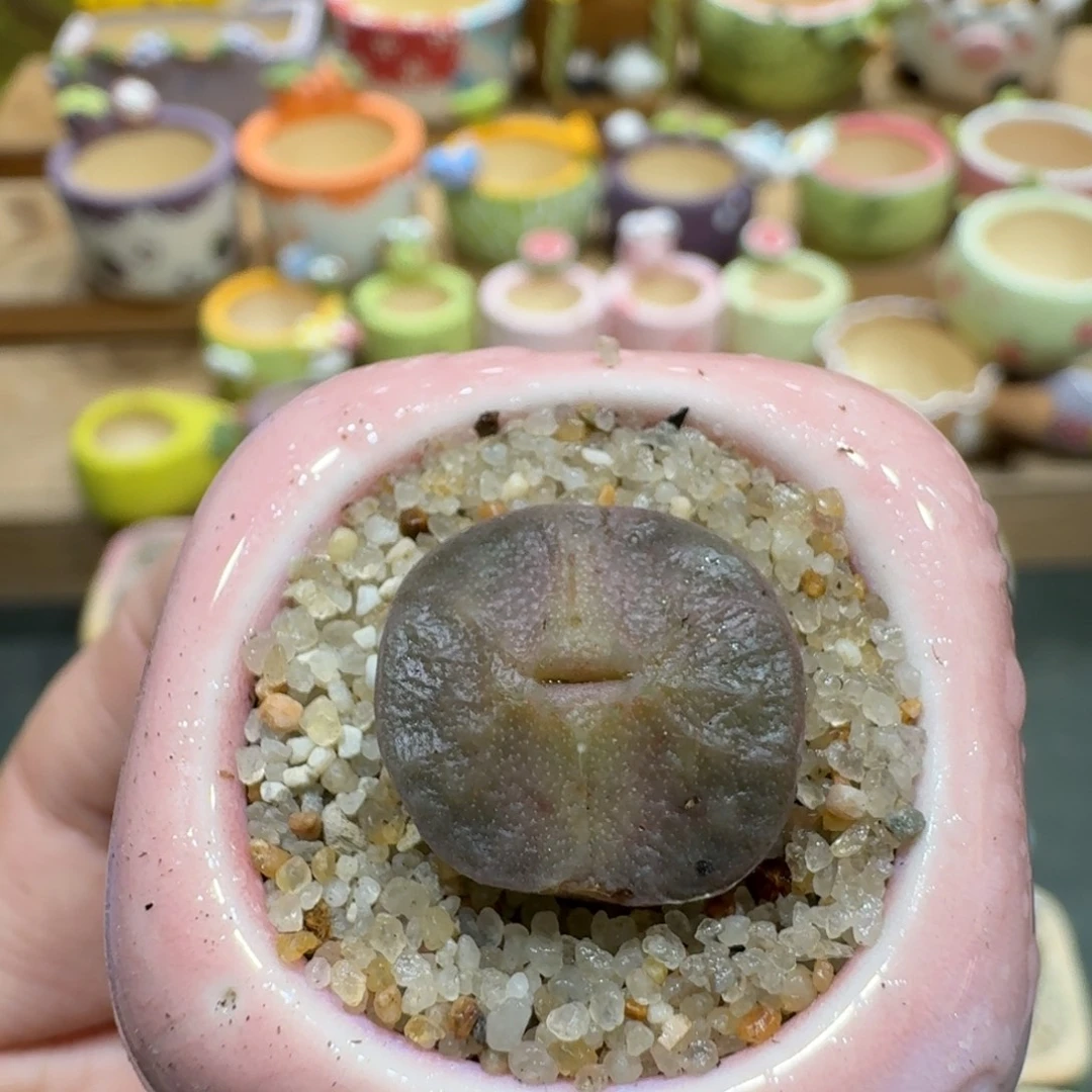 蘑菇1098烧麦多肉植物