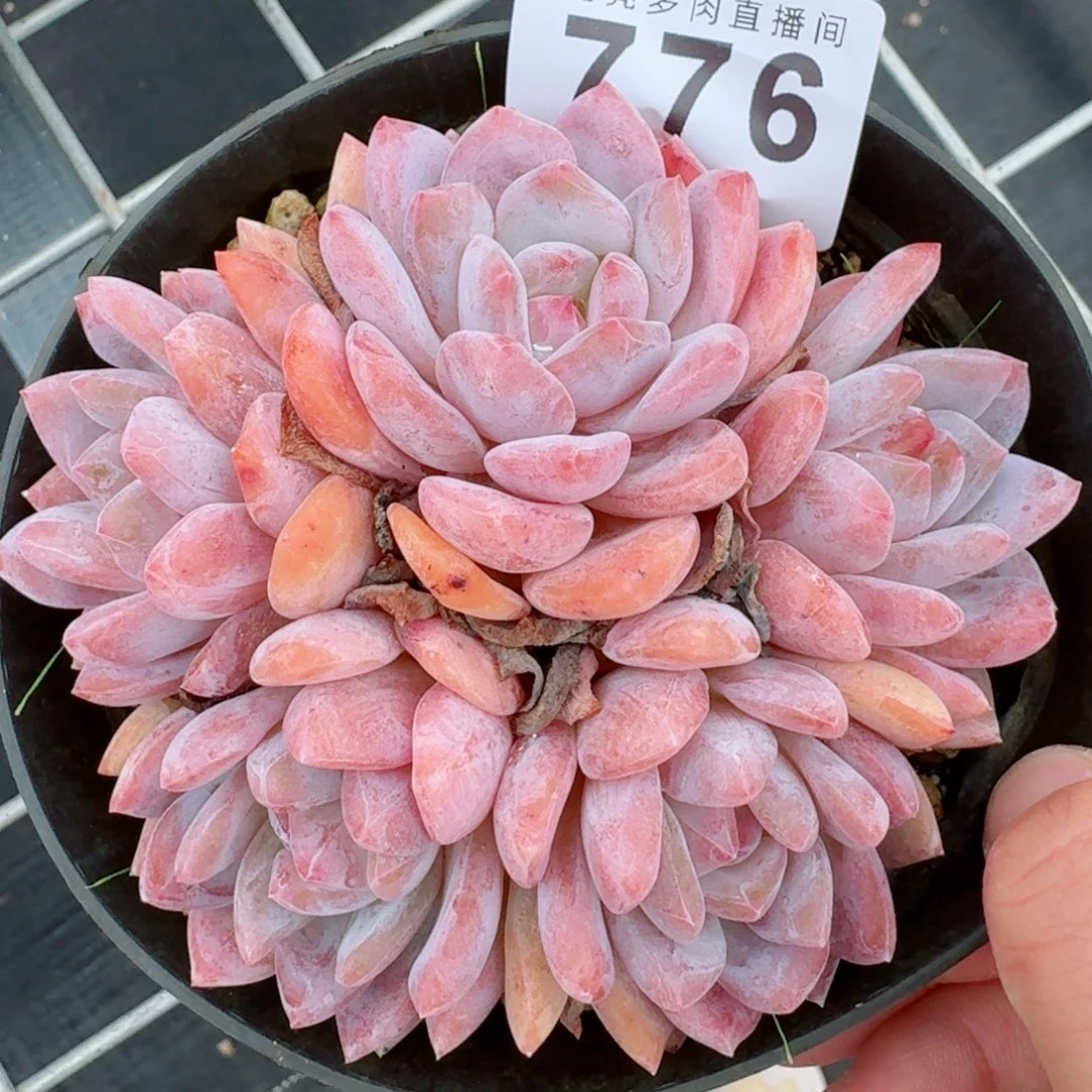 雪天使群生            精美多肉植物