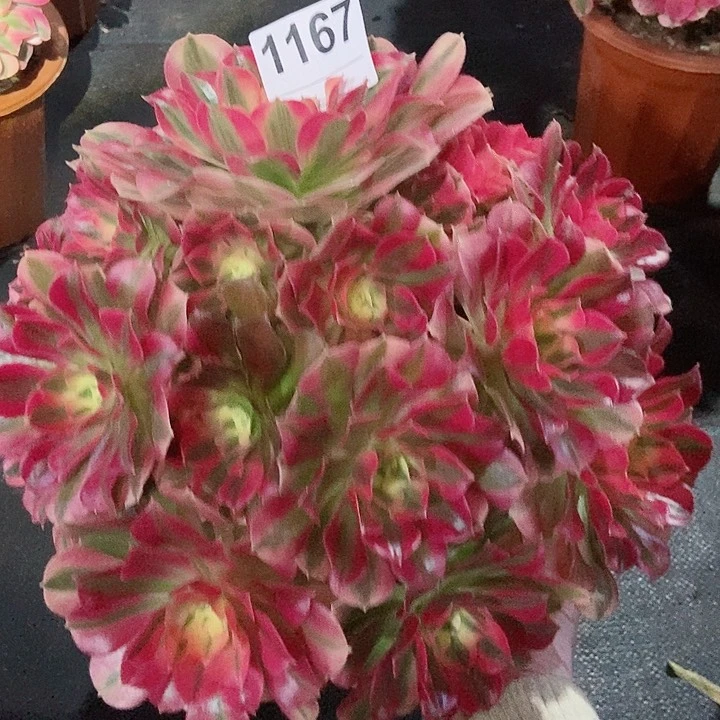 红陶1167女巫妖4多肉