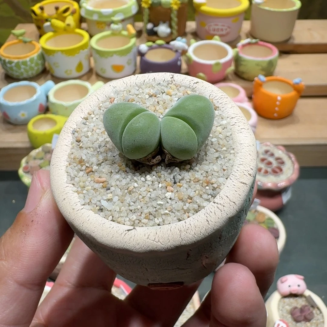 格***调蘑菇1176无比玉多肉植物