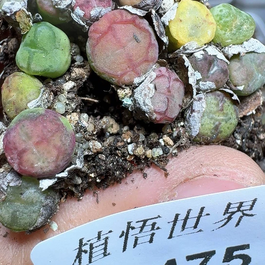 475号多肉植物哇d c