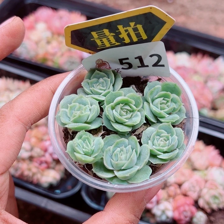 多肉植物多肉植物