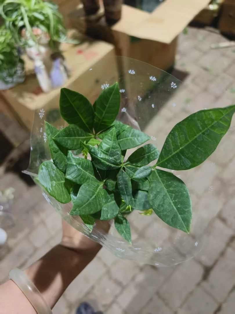 单杆发财树盆栽绿植