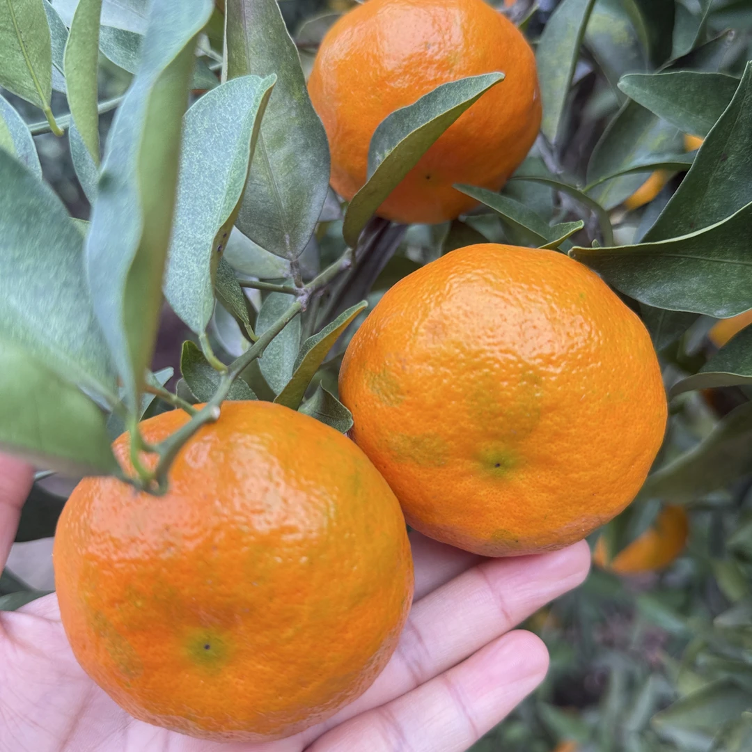 （48小时内发货）正宗老树川红橘 现在做陈皮合适 不适合吃 还酸