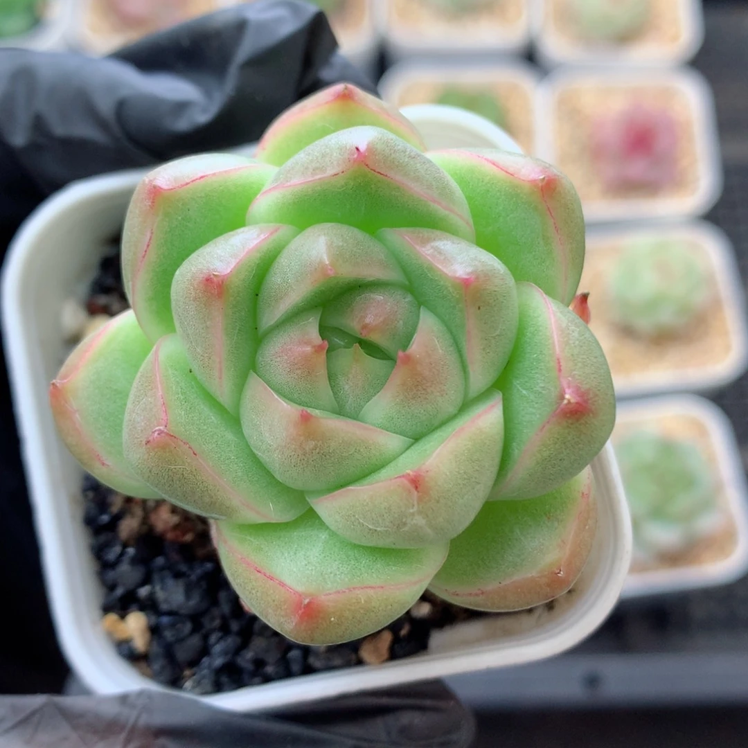 58包邮  群生不包整麦秆113