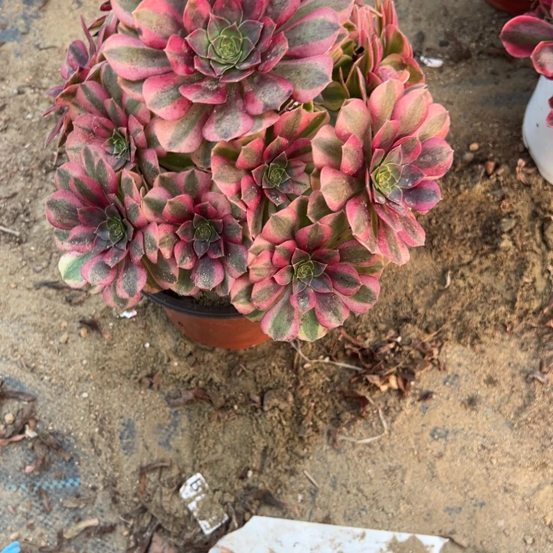 031雨荷多肉植物法师多肉