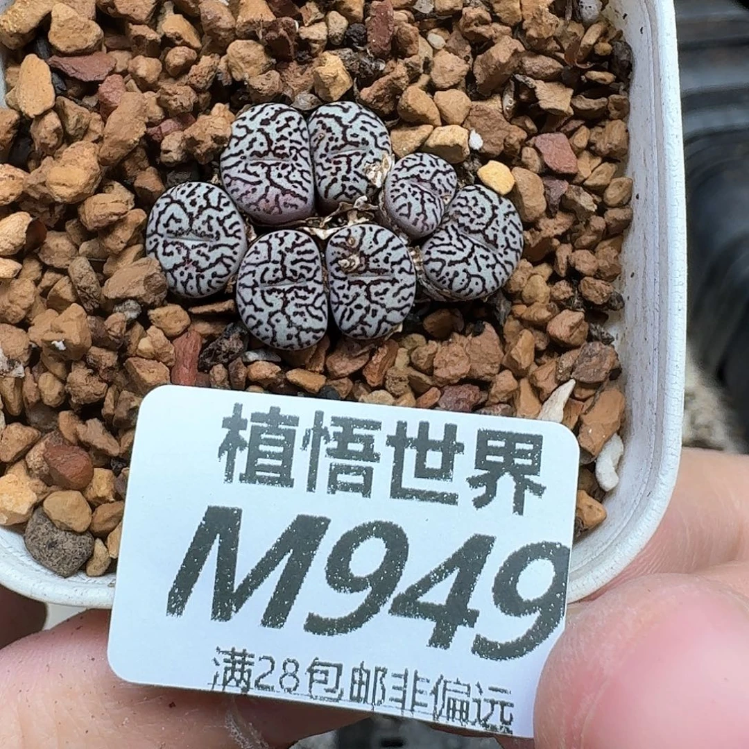 多肉植物的润泽和df
