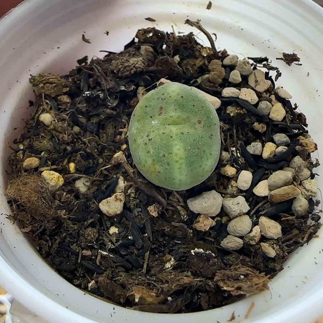 331绿豆糕带盆土发货