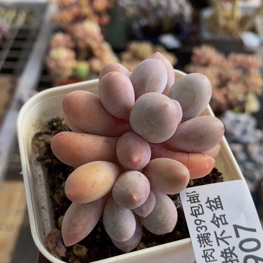 这是手指907/5c m