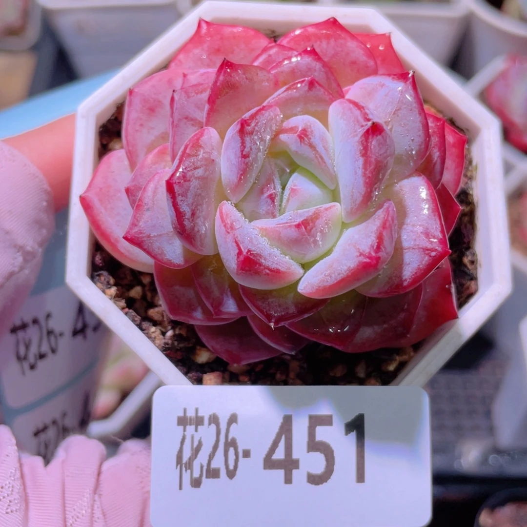 花利美26-451精选糖心