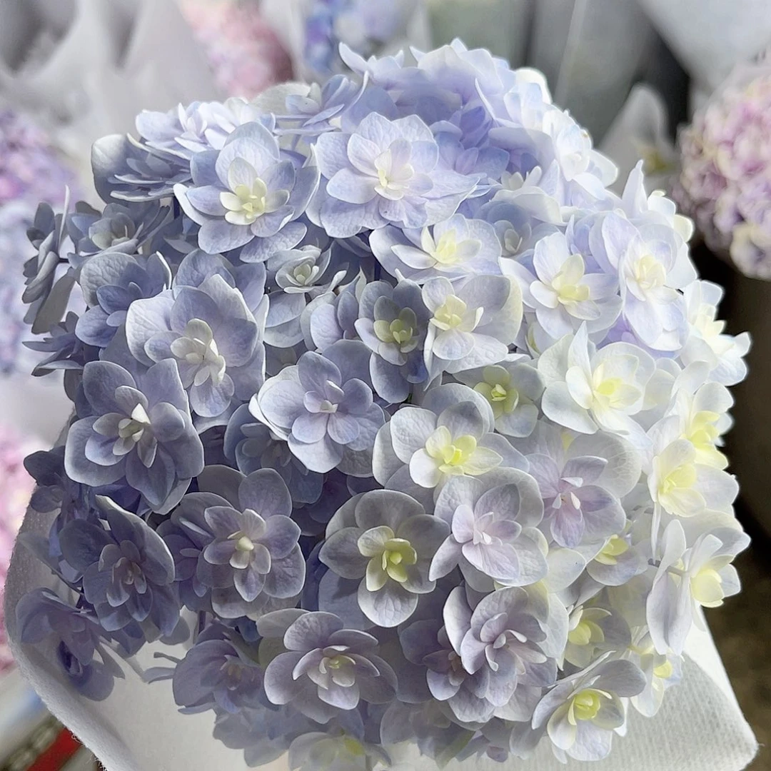 完全开放稀有绣球花76