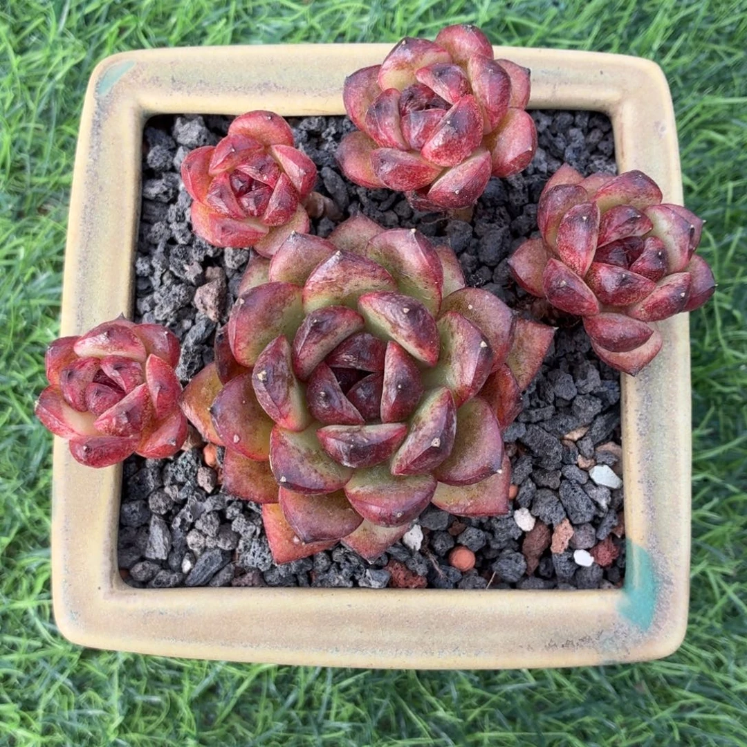 多肉植物 黑玫瑰-4