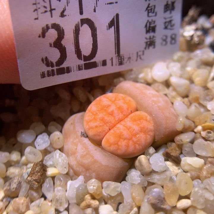 精品生石石217.301