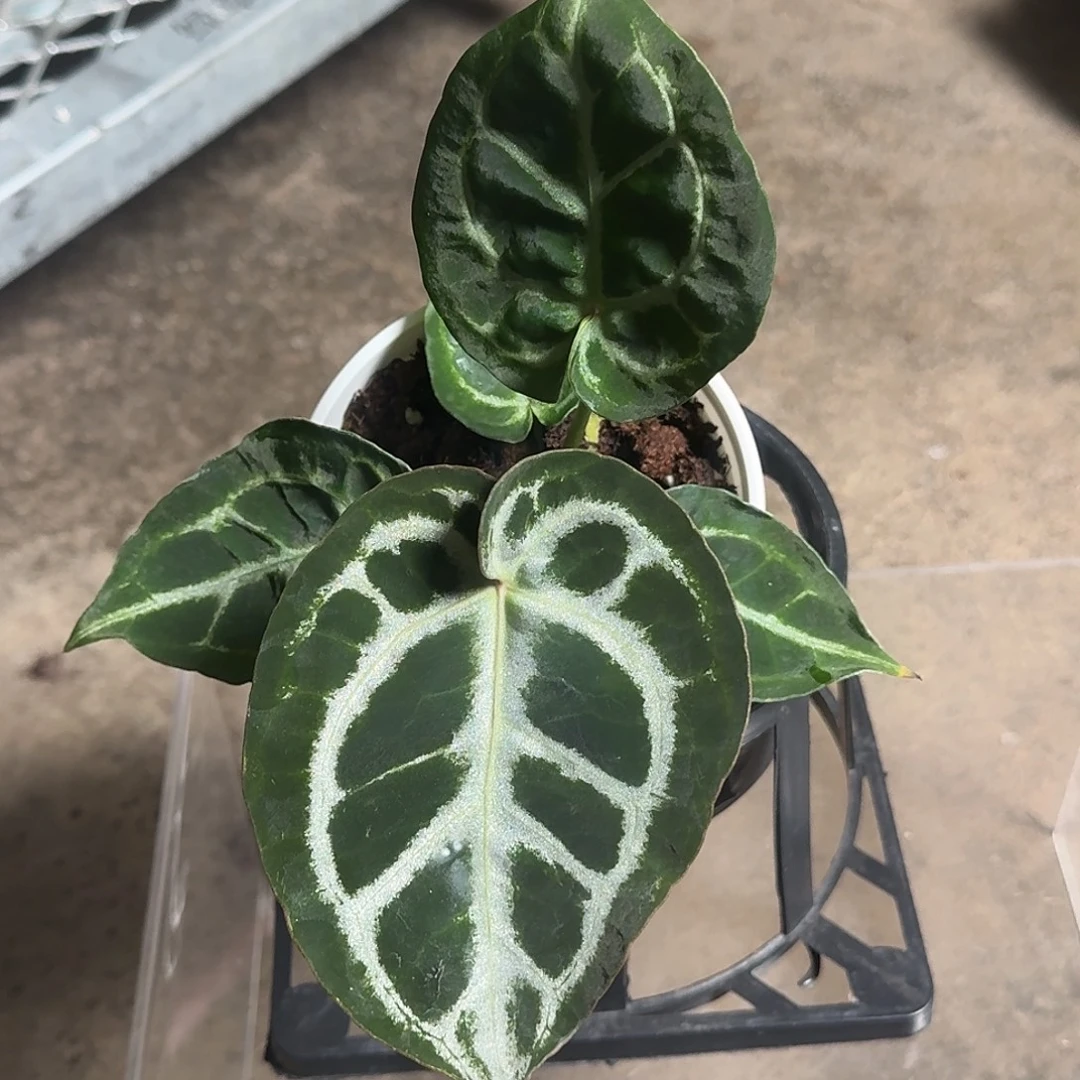 完全开放Q58铜锣烧杂