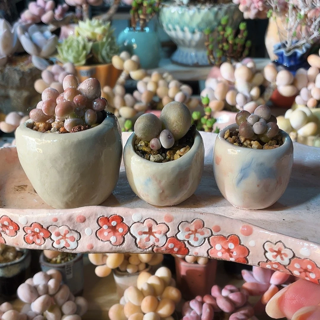 丫****多肉植物的生长发育和生长发育等方面的