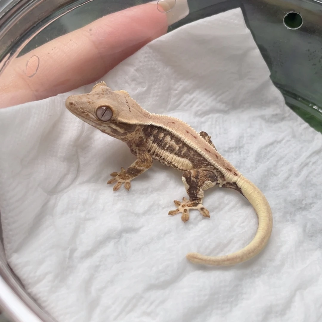 睫角守宫莉莉白苗子