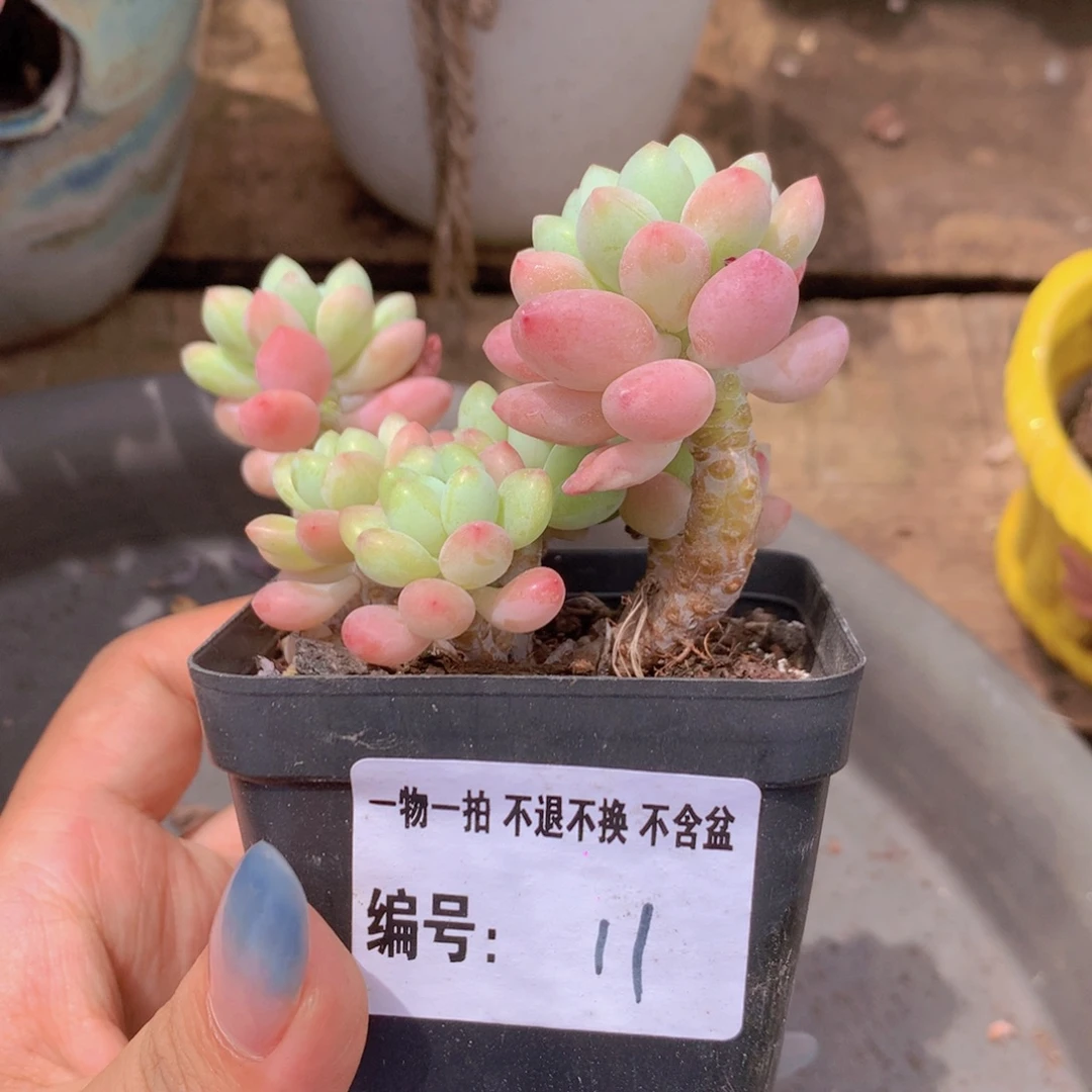 多肉植物 11号鱼子酱