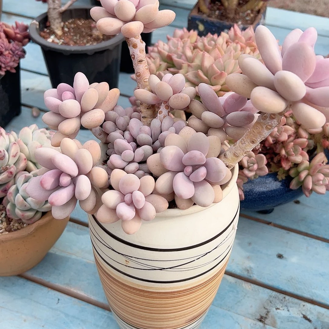 英*?桃蛋多肉植物脱土