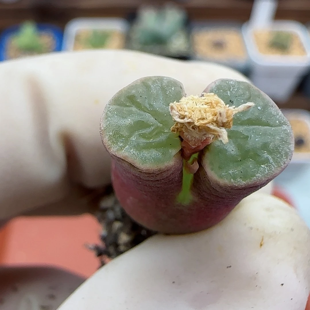 385磁铁优选福利