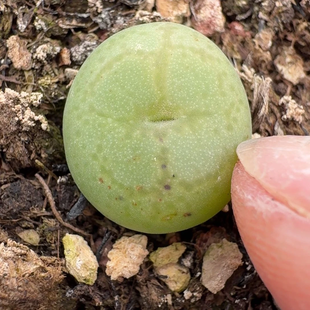 564带盆土发货000000