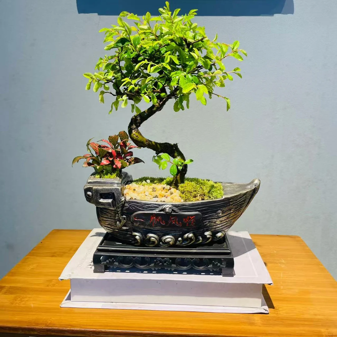 小号一帆风顺陶瓷S弯造景榆树