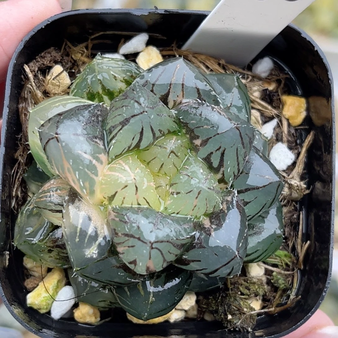 60实生玉露锦带仔福利专场