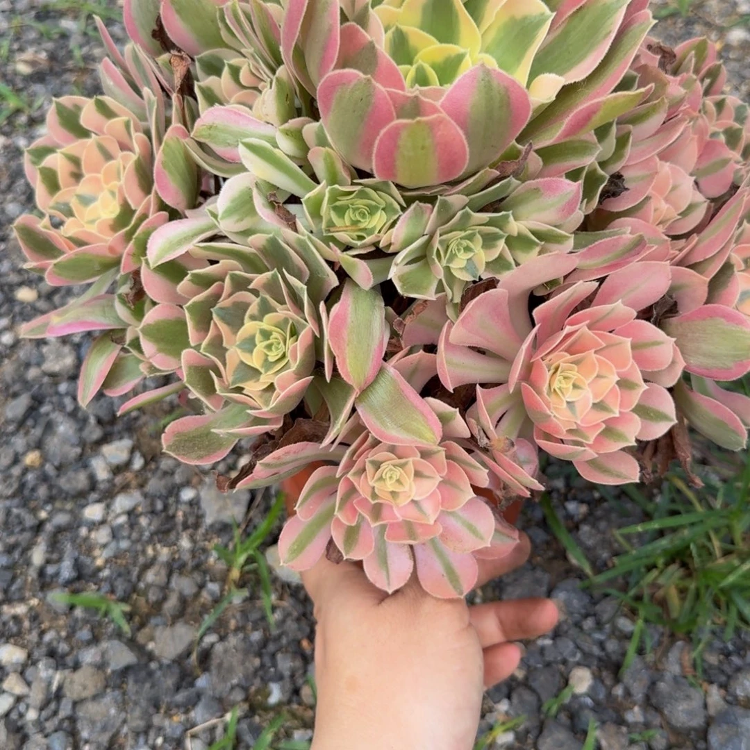 *****373布加迪 多肉植物