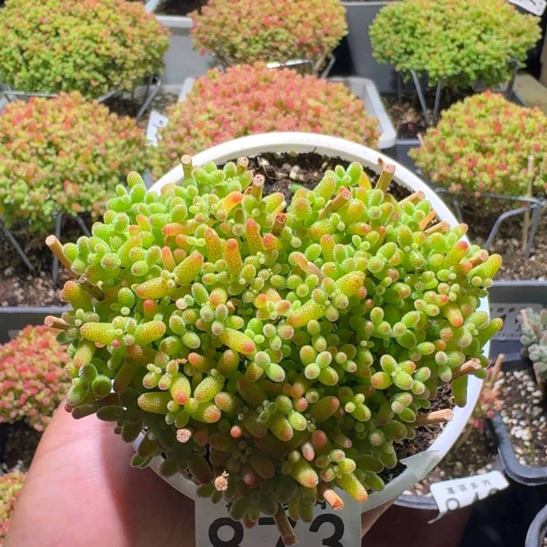 枝干番杏爱心蜜橘糖球873