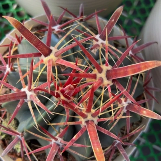 墨西哥丸叶（精品日出）