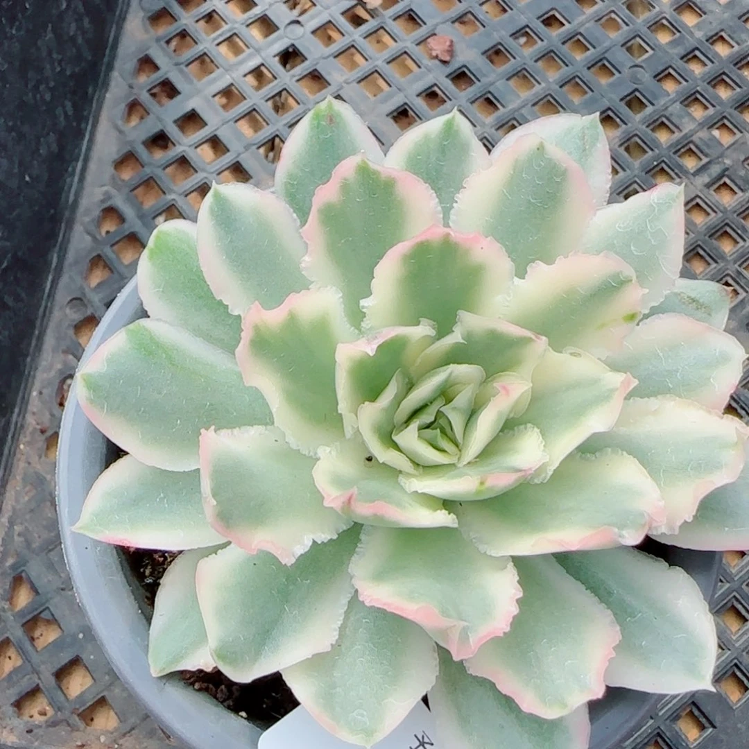 紫蝴蝶锦，8698多肉植物