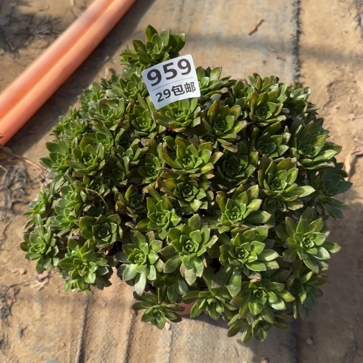 绿茶……多肉植物……