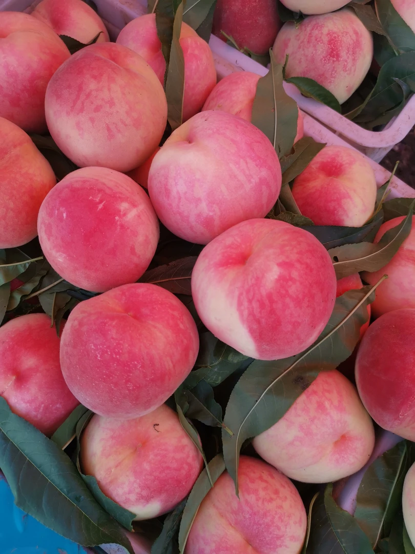 陕西礼泉榆村经典老品种大久保（晚五四）水蜜桃