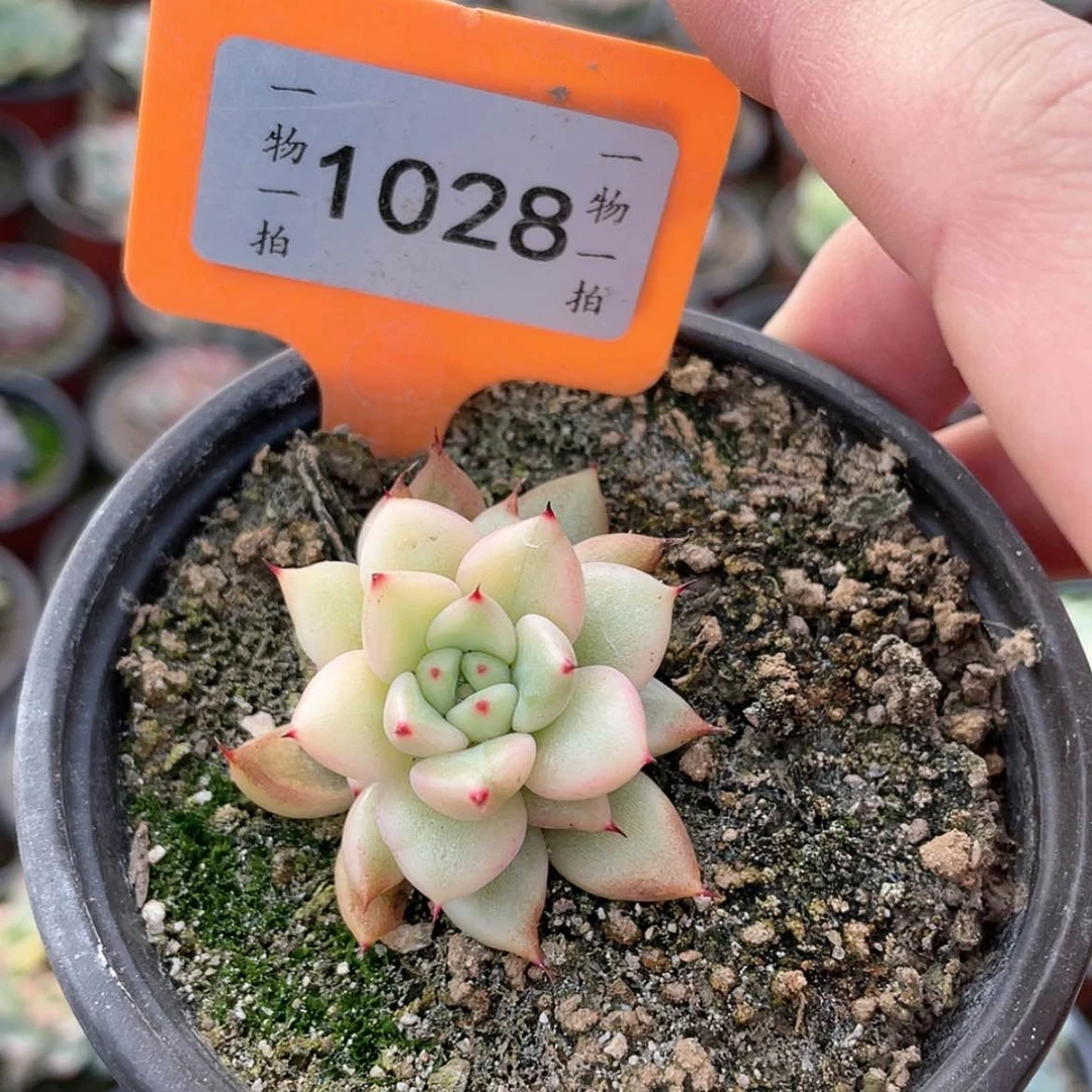 【闪购商品】劳****了1028号