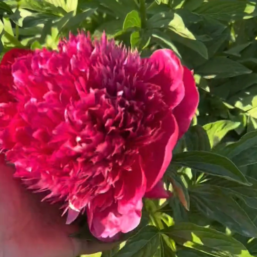 【红色魅力】芍药裸根 庭院花卉