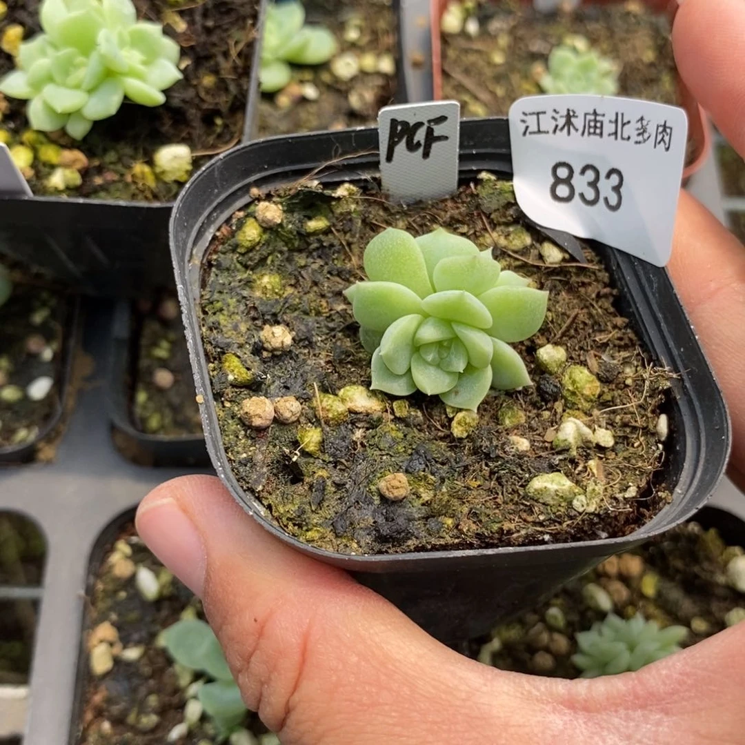 标签 833泼天财富一个多肉