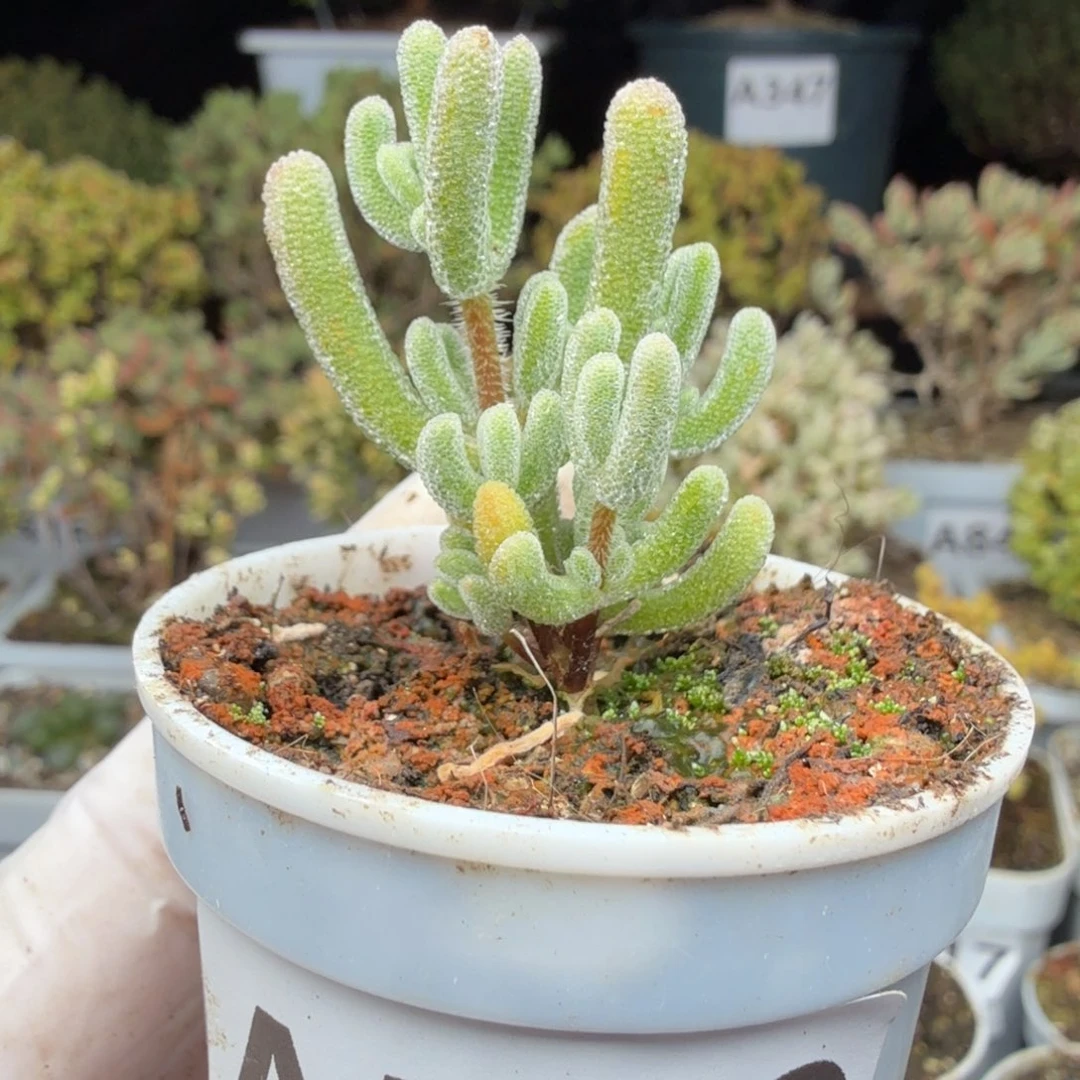 A550星星冰枝干一物一拍