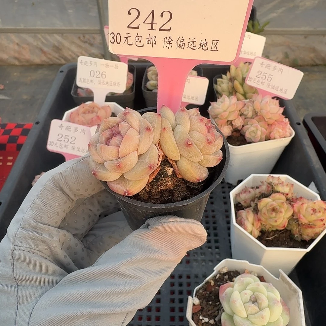 242 群生不包整 30元包邮非偏远